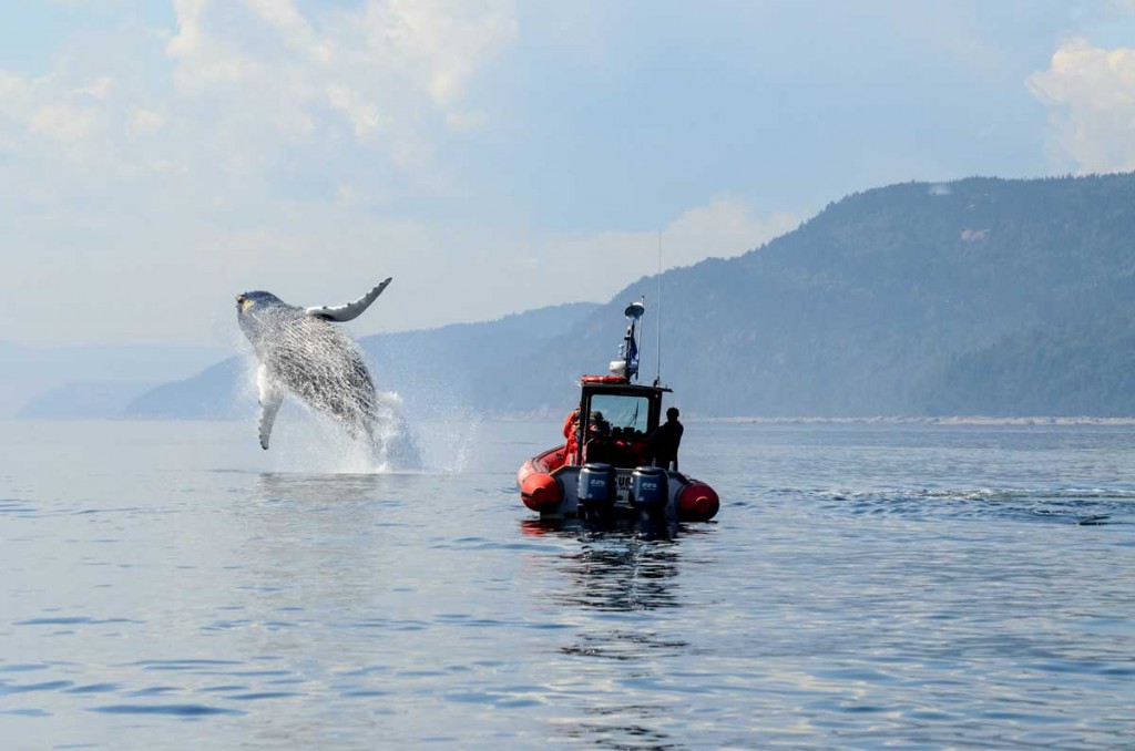 1-tadoussac-saut-baleines-bosse-fjord-saguenay