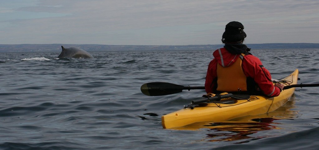 accueil-galerie-05-baleines-fjord-saguenay