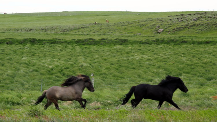 chevaux-islande