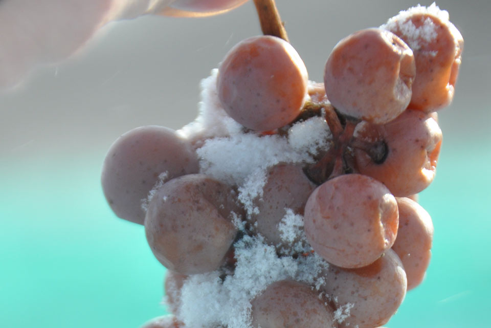 vin de glace-raisins