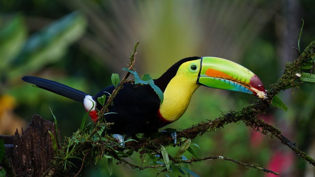 toucan, Costa Rica