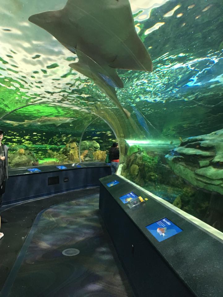 Toronto aquarium