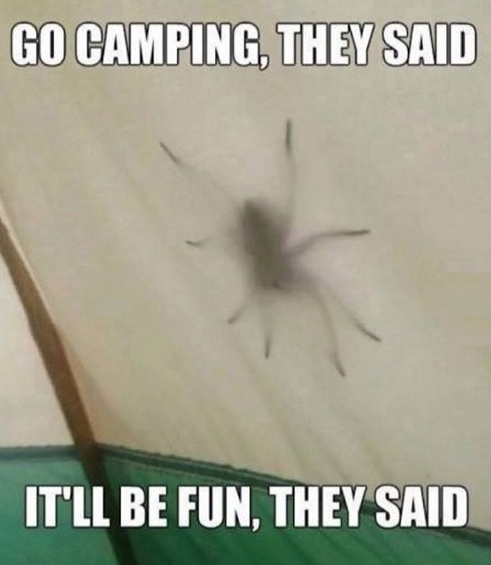 Camping, araignée
