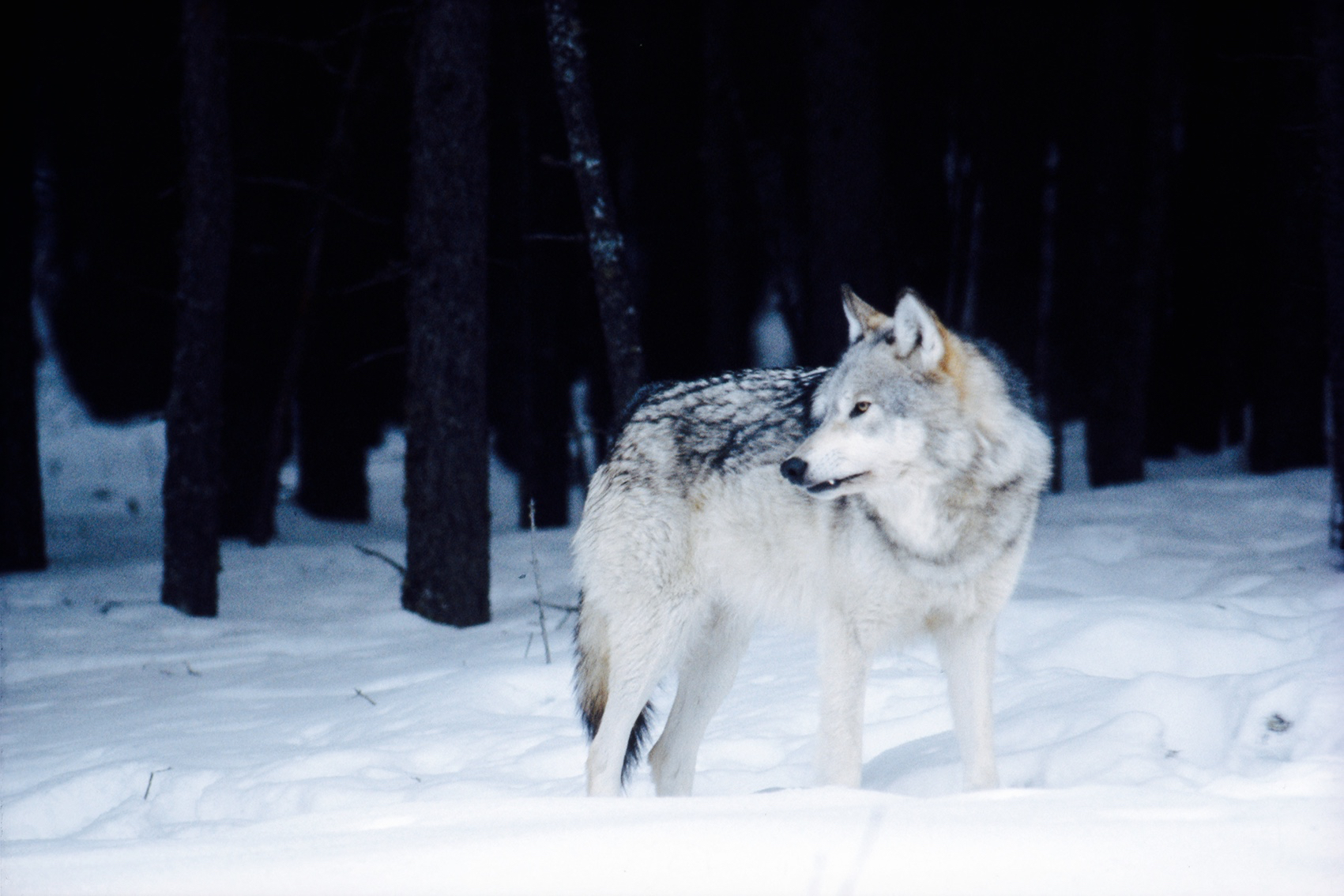 March 1983 Female Wolf