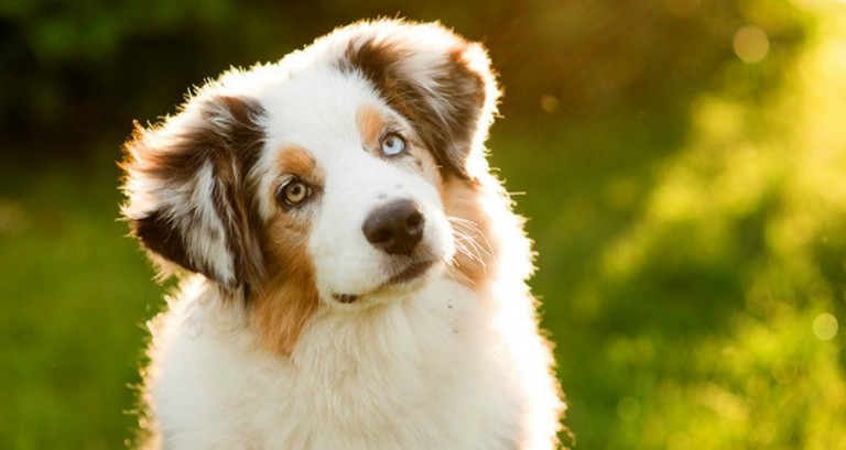 10 raisons pour lesquelles vous ne devriez JAMAIS avoir de chien