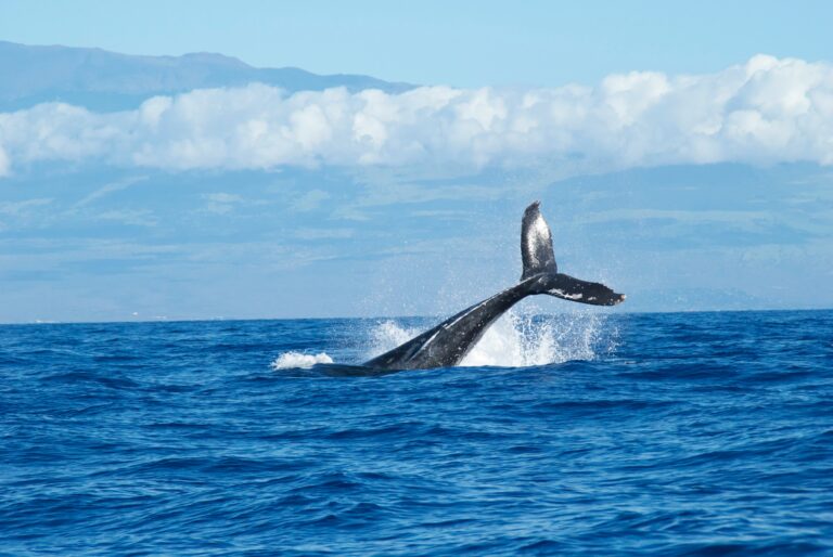 5 bonnes raisons d’aller voir les baleines
