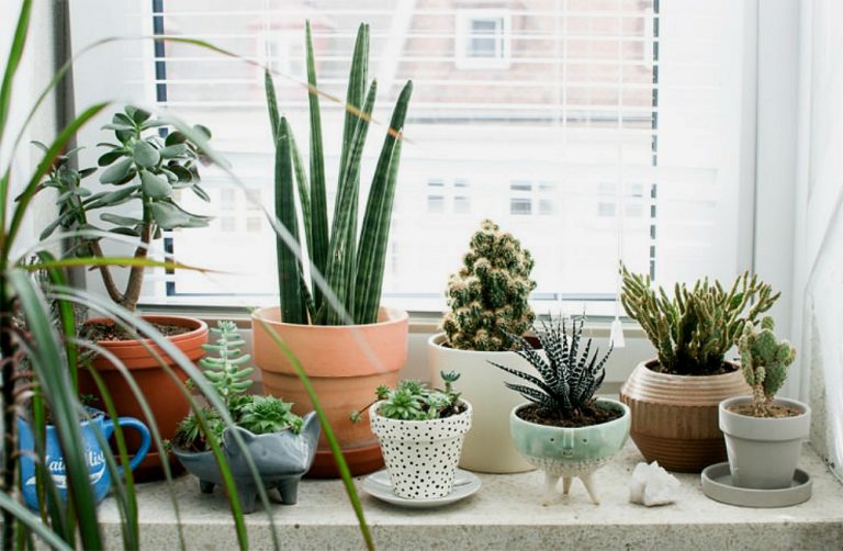 8 bonnes raisons pour décorer ta maison avec des plantes