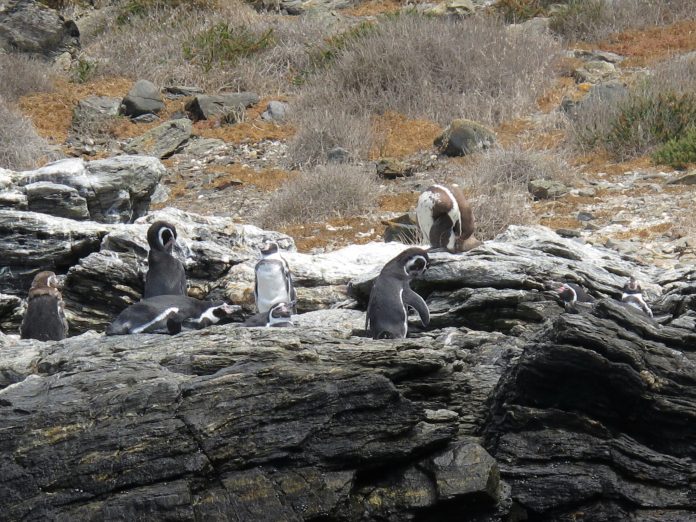 Les pingouins de Humboldt à Punta de Choros, Chili