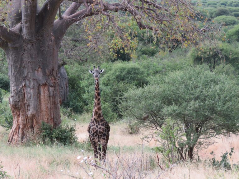 Safari en Tanzanie : un séjour au cœur de la nature