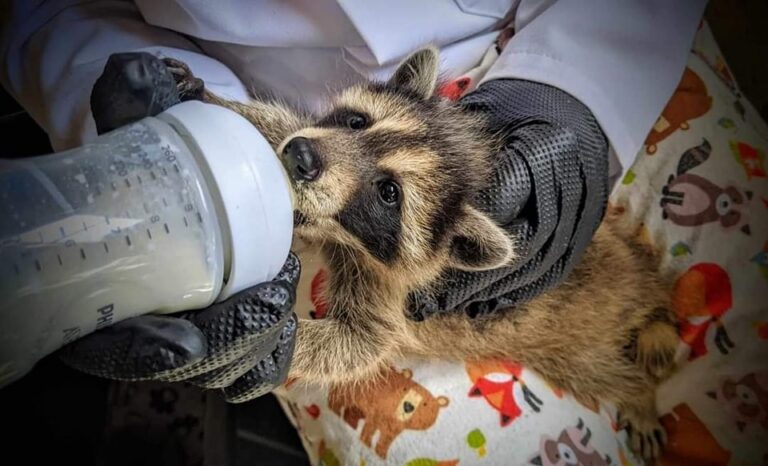 J’ai parrainé un raton laveur et voici comment ça s’est passé…